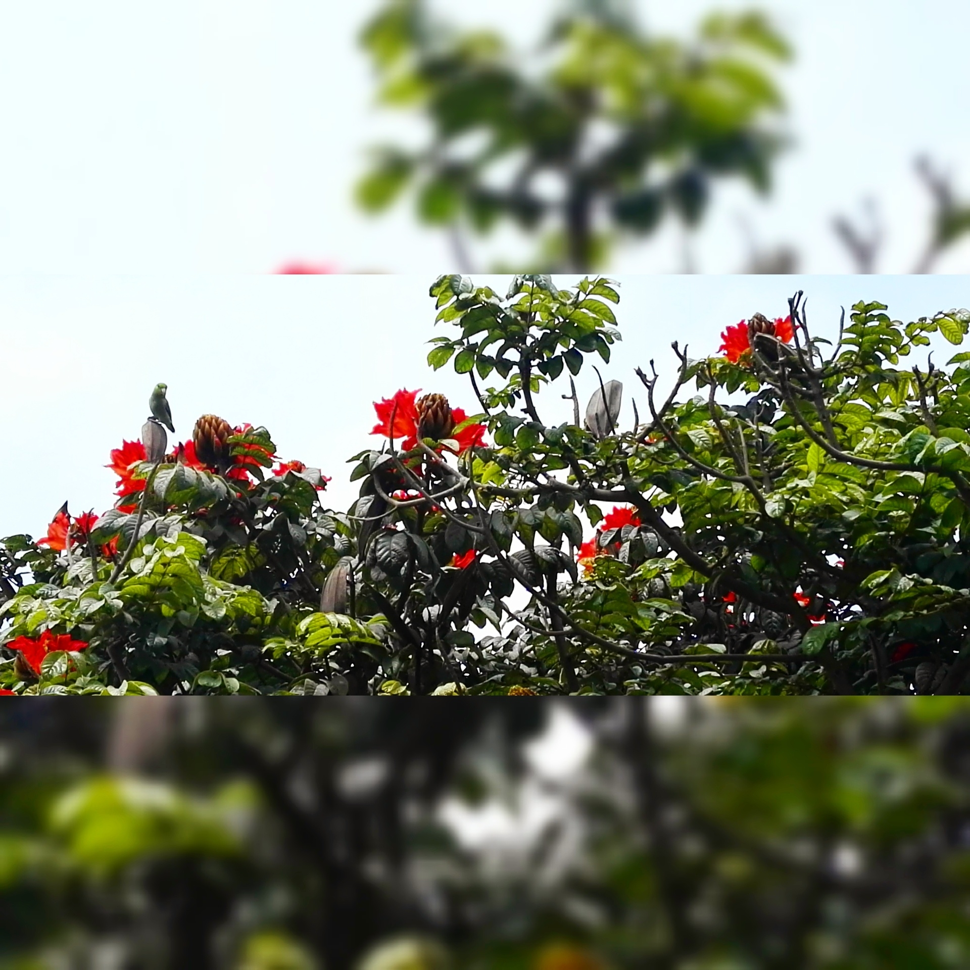 Rocisela Quispe Turin