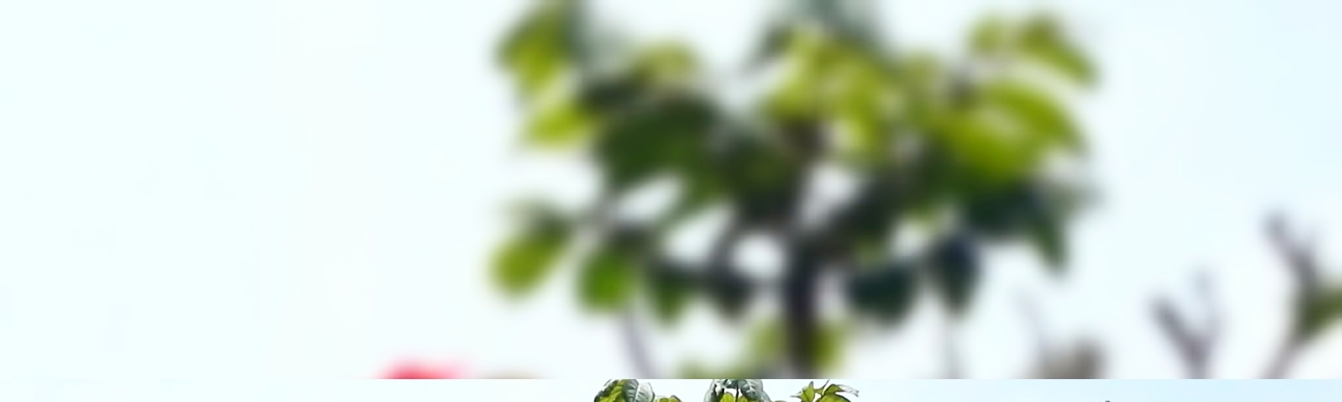 Rocisela Quispe Turin