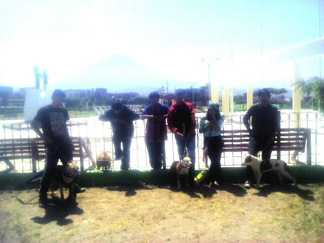 Resistance Apbt Club Arequipa