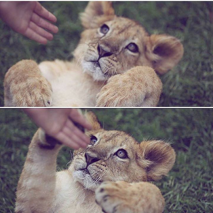 Giddel Ermis Sandoval Banegas