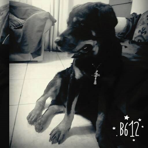 Vicente Gabriel Surichaqui Nacimiento