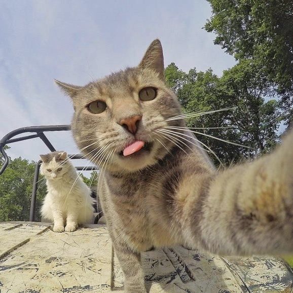 Denilson Anccari Chimpay